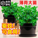 臨雅薄荷盆栽可食用大苗室內(nèi)驅(qū)蚊綠植迷迭香四季香草植物檸檬貓薄荷葉 【留蘭香】薄荷1盆（大苗）帶盆栽好