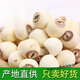 北京同仁堂蓮子干貨新蓮上市新鮮蓮子芯磨皮白蓮子批發(fā)蓮子百合銀耳湯 帶芯白蓮子一斤裝【足斤足兩】袋裝