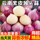 云南紫皮獨(dú)頭蒜干蒜農(nóng)家自種大蒜獨(dú)蒜頭當(dāng)季新鮮蔬菜生鮮 5斤 大果【3-3.5cm】