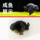 蘭壽金魚(yú)活魚(yú)冷水觀(guān)賞魚(yú)潘氏奶牛玉兔蘭壽好養耐活招財魚(yú)波妞金魚(yú) 5-6cm精品黑蘭壽 1條