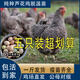 正宗一斤多黑蘆花雞苗半大汶上蘆花雞脫溫苗散養(yǎng)土雞苗小雞活苗 8兩-1斤黑蘆花  5只【公母備注】