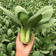蟋蟀紫油菜種子大全春季蔬菜紫油菜種籽秋冬季四季雞毛菜孑小白菜種籽 上海青10g原裝(綠色油菜)