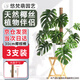 悠梵萌椰棕棒可拆卸金線爬藤柱桉木43cm綠蘿植物攀爬桿苔蘚棒3支裝