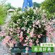 海蒂的花園旗艦店室內(nèi)盆栽植物龜背竹秋海棠辦公室客廳桌面觀葉綠植盆栽 【觀葉植物】花葉絡(luò)石藤14cm盆（不含陶盆） 含盆