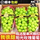 順豐包郵陽光玫瑰香印青提  生鮮水果源頭直發(fā)新鮮現(xiàn)摘現(xiàn)發(fā) 2斤 單果10-12g
