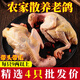 鴿子新鮮現殺活體非土鴿子老鴿子乳鴿鮮農家散養煲燉湯生鮮鴿子肉 2只+料包【每只9兩以上】新鮮現殺