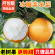 甜果源 山東豐水梨 脆甜冰糖梨子 新鮮水果黃皮花脆甜酥翠冠酥雪梨包郵 凈重5斤【80%人選擇】
