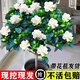 京悠雨梔子花盆栽花卉植物室內(nèi)四季開花帶花苞陽臺綠植濃香型大樹苗好養(yǎng) 90#梔子花帶花苞【簡易盆】 含盆
