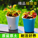 京云夢(mèng) 捕蟲草盆栽室內(nèi)夏季驅(qū)蚊新奇巨型食人花趣味食人花卉1盆源頭直發(fā)