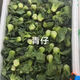 寧夏小青仔上海青新鮮寧夏青蘇白小青菜上海農家種健康時(shí)令蔬菜 4斤