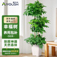 愛(ài)優(yōu)尚幸福樹(shù)盆栽客廳室內(nèi)大型綠植辦公室喬遷新家綠寶凈化空氣源頭直發(fā)