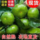 正宗現(xiàn)摘頭茬青皮蜜桔 果香濃郁皮薄小蜜桔整箱當(dāng)季時(shí)令孕婦橘子 9斤【凈重8.5斤】 甄選裝