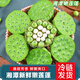 南步蓮蓬新鮮【順豐速發(fā)】湘潭太空水果嫩蓮蓬生吃洪湖新鮮蓮子帶蓮蓬 凈重3斤 鮮蓮蓬【18-24個(gè)】