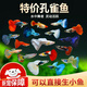 寵小俠孔雀魚(yú)活魚(yú)觀(guān)賞魚(yú)純種小型熱帶魚(yú)活體淡水好養耐活魚(yú)苗觀(guān)賞魚(yú)小魚(yú) 練手孔雀2-3cm15條（10送5備損）
