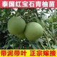 柚子樹(shù)苗紅心紅肉蜜柚嫁接果樹(shù)果苗南方北方種植當年結果三紅蜜柚 泰國青柚 三年苗