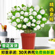 臨雅虎頭茉莉花盆栽帶花苞老樁梔子花室內陽(yáng)臺四季易活綠植物花卉花苗 【原盆】虎頭茉莉