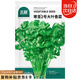 北蔬 大葉香菜種子種苗芫荽四季盆栽蔬菜籽 寒圣2號(hào)大葉香菜種子250g