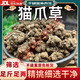 放山官貓爪草中藥材新鮮干貨貓爪兒草水洗貓抓草 野生貓爪草10克【體驗袋裝】
