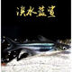 寵以沫藍鯊觀賞魚熱帶魚群游魚清潔魚大型魚龍魚配魚淡水白化鯊魚 藍鯊8-14公分2條