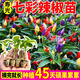 康和豐七彩辣椒苗秧四季春秋觀(guān)賞食用多彩五彩小辣椒盆栽陽(yáng)臺壽光 七彩辣椒苗5棵+送1棵+10g肥