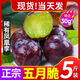 文枝四川脆紅李子鳳凰五月脆新鮮水果脫骨青脆李子半邊紅茵紅脆甜整箱 2斤 5-10g 中小果