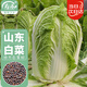 壽禾 山東膠州大白菜種子苗夏秋季蔬菜籽 山東膠州大白菜種子10g*3袋