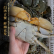【活鮮】三門(mén)青蟹鮮活生鮮螃蟹公母蟹蝤蠓蟹紅鱘肉蟹海鮮送禮盒裝 特大肉蟹2斤裝【2只】肉滿滿 【死了包賠】蟹農(nóng)發(fā)貨三門(mén)青蟹
