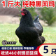 二斤重黑鳳雞活苗批發(fā)半大黑母雞脫溫苗散養(yǎng)綠殼蛋土雞苗小雞活苗 0.8-1斤重黑鳳雞苗  5只【1公4母】
