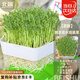 北蔬 水培蔬菜種子套餐豌豆芽苗菜發(fā)芽盆 (五角盒)豌豆苗水培蔬菜套裝