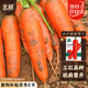 北蔬 紅胡蘿卜種子老品種可生吃秋四季蔬菜籽 五寸參胡蘿卜種子2000粒