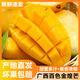 正宗廣西芒果百色芒新鮮水果產(chǎn)地直發(fā)包郵 珍品果 凈重8斤