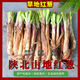 果益壽陜北山地紅蔥新鮮去須去葉鐵鍋燉羊肉紅皮蔥紅洋蔥去腥調料農產(chǎn)品 1000g