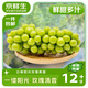 京鮮生云南陽光玫瑰青提2.8-3.3斤裝單果12g+ 葡萄提子生鮮水果源頭直發(fā)