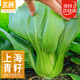 北蔬 上海青種子種苗小油菜秋四季抗熱盆栽蔬菜種籽 上海青種子2000粒