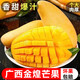 久雅優(yōu)鮮金煌芒果 特大芒大青玉水仙新鮮廣西芒果凱特生鮮水果送禮品物盒 4.5-5斤（150g+）