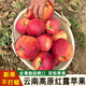 鑫果滋【新果】云南紅露蘋(píng)果野蘋(píng)果昭通高原冰糖心紅富士丑蘋(píng)果水果送禮 小果3斤彩箱，單果60-65mm 普通快遞