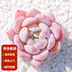 墨一（MOYI）橙夢(mèng)露多肉植物組合盆栽肉肉新手植物辦公室花卉綠植 橙夢(mèng)露+彩方盆
