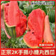 【現(xiàn)摘現(xiàn)發(fā)】新鮮小吊瓜袖珍小西瓜手撕小糖丸鮮甜夏日伴侶應(yīng)季水 【現(xiàn)摘現(xiàn)發(fā)】爆甜 精選帶箱6斤約2-3顆【店長推薦】