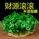 御春閣100棵裝銅錢草 水培植物桌面盆栽 金錢草花卉室內水養(yǎng)綠植 不含盆 銅錢草100棵裝（1盆裝）原盆原土