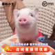 暮秋小主【豬豬俠同款】寵物小香豬活體幼崽家養純種迷你豬活物可愛(ài)萌寵 暹羅粉紅豬（母）