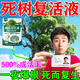 艾尚棵大樹(shù)營(yíng)養液吊針液植物復活液樹(shù)木果樹(shù)移栽激活液生根原液懶人專(zhuān)用 樹(shù)木激活液【3袋】 樹(shù)木激活液植物吊針袋枯樹(shù)