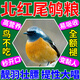 北尾紅鴝鳥食成鳥幼鳥吃的飼料全階段高蛋白營(yíng)養(yǎng)全面鴝類鳥專用糧 1袋裝【北尾紅鴝鳥吃不?！? title=