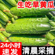 旱黃瓜水果小黃瓜新鮮青黃瓜非海陽(yáng)白玉東北旱土生吃鮮蔬菜包郵 3斤普裝【嘗鮮不劃算】