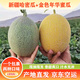 冰火蜜新疆哈密瓜 西州蜜17號(hào)生鮮館哈蜜瓜水果香甜爽口新鮮達(dá)京東空運(yùn) 哈密瓜+金色年華蜜瓜9-10斤（2枚）