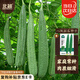 北蔬 絲瓜種子苗棱絲瓜菜瓜早熟陽臺盆栽四季菜種籽 八棱絲瓜種子30粒