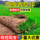 草皮真草坪帶土矮生馬尼拉臺(tái)灣草四季常青耐寒耐旱免修剪工程綠化 優(yōu)質(zhì)四季青草坪【50平方】
