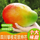 鯨蚨源四川攀枝花凱特芒果新鮮水果自然熟禮盒整箱 5.1斤大果【單果400g+】