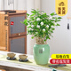 開(kāi)時(shí)果 茉莉花盆栽濃香型 桌面綠植物陽(yáng)臺花卉樹(shù)苗盆景擺件源頭直發(fā)包郵 茉莉花5-10株【青釉福字盆】