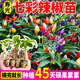 大菜鄉山東壽光七彩辣椒苗秧四季香辣觀(guān)賞食用適合盆栽樟樹(shù)港紅小米辣椒 七彩辣椒苗5棵+送1棵+10g肥