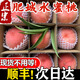 山東特產(chǎn)肥城桃現(xiàn)摘新鮮桃子脆甜水果新鮮當(dāng)季水蜜桃冬雪蜜桃脆桃 5斤 12個左右【一級】